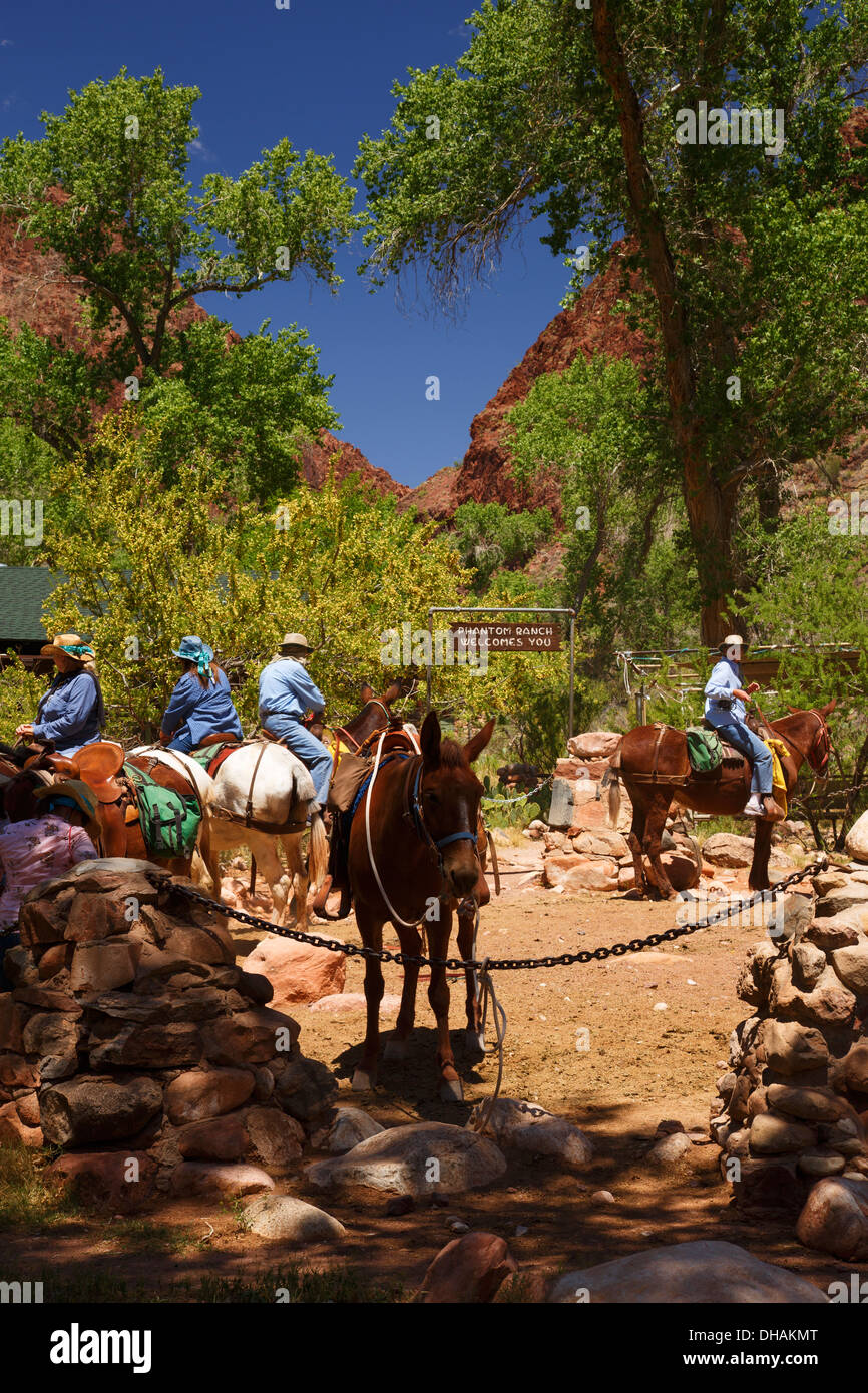 Pack muli al Ranch Fantasma al fondo del Parco Nazionale del Grand Canyon, Arizona. Foto Stock