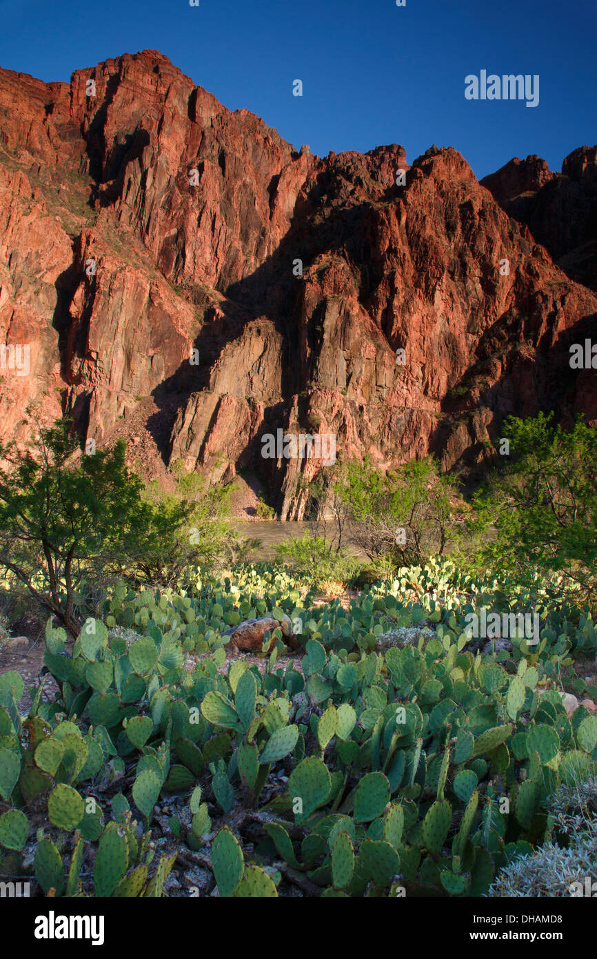 Cactus lungo il Fiume Colorado lungo il Bright Angel Trail, nella parte inferiore del Parco Nazionale del Grand Canyon, Arizona. Foto Stock