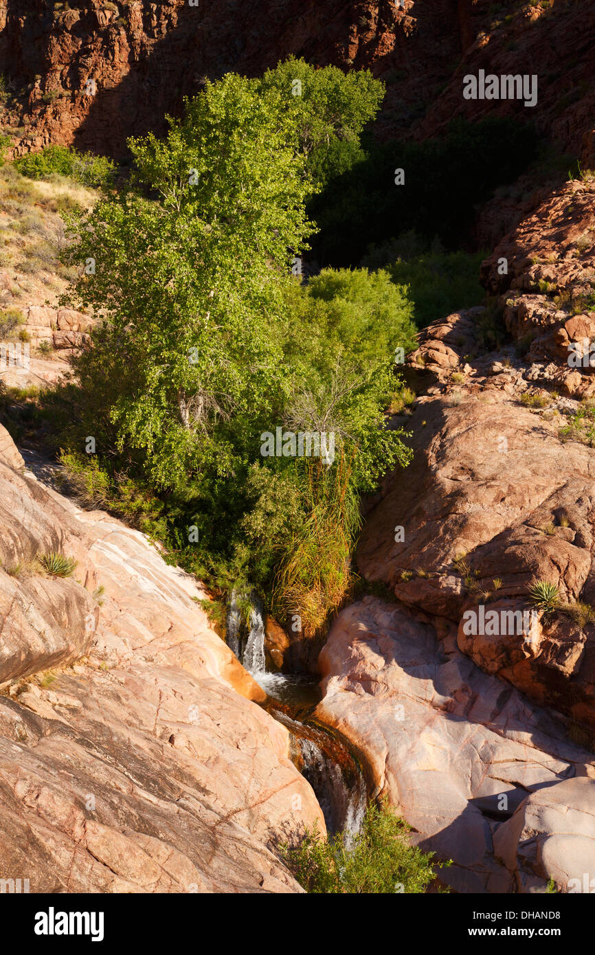 Stream su Bright Angel Trail, il Parco Nazionale del Grand Canyon, Arizona. Foto Stock
