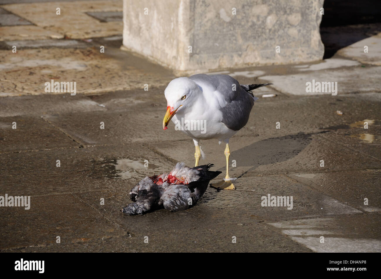 Seagull alimentazione su un Piccioni in Piazza San Marco, Venezia Foto Stock