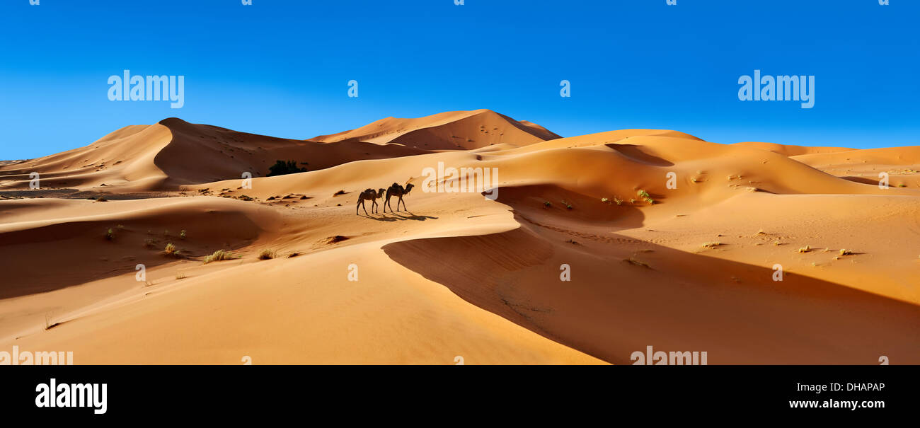 Giri in cammello sul Sahara dune di sabbia di Erg Chebbi, Merzuga, Marocco, Africa Foto Stock
