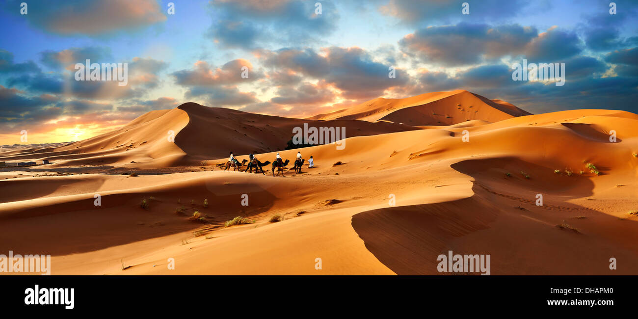 Giri in cammello sul Sahara dune di sabbia di Erg Chebbi al tramonto, Marocco, Africa Foto Stock