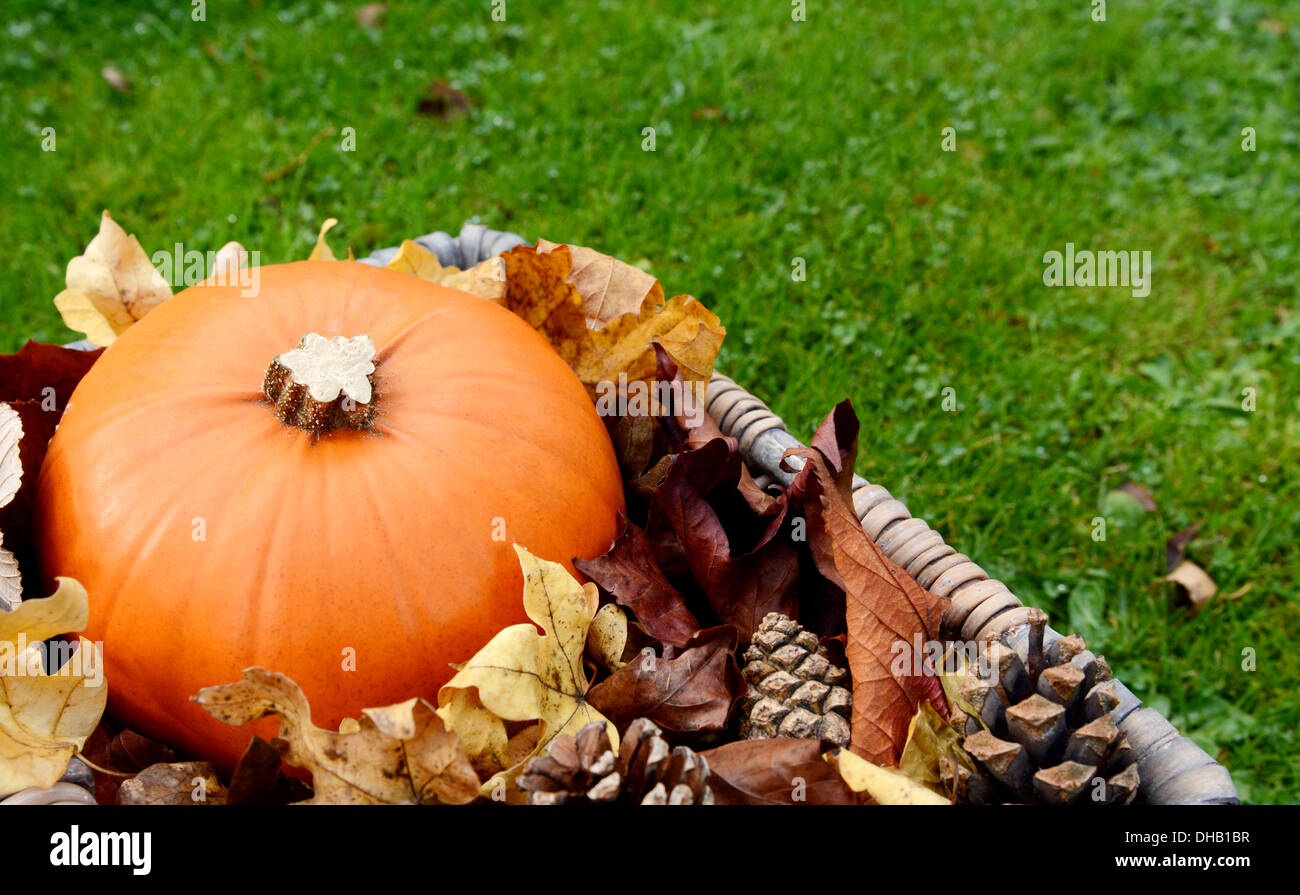 Primo piano della zucca matura con foglie di autunno e coni fir in un cestello di erba Foto Stock