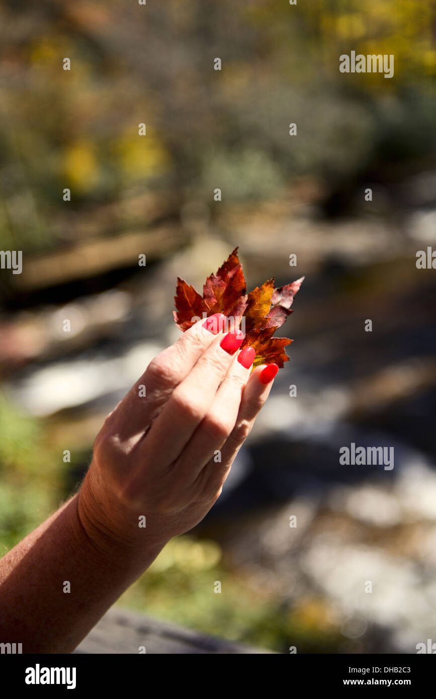 Un signore mano con red dito unghie tenendo le foglie di autunno Foto Stock