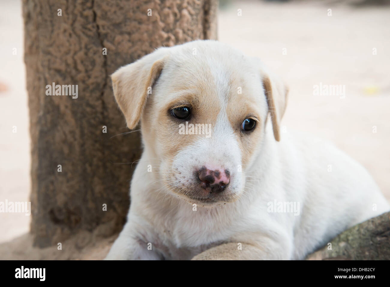 Cane solo. Foto Stock