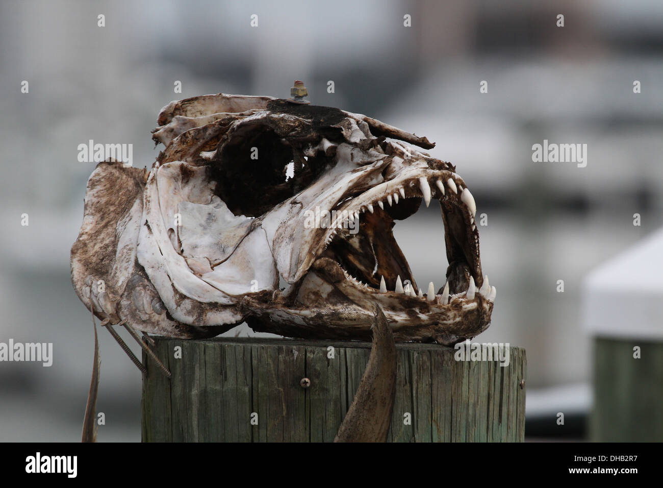 Raccapriccianti cranio di pesce su un post nel porto di Clearwater Florida Foto Stock