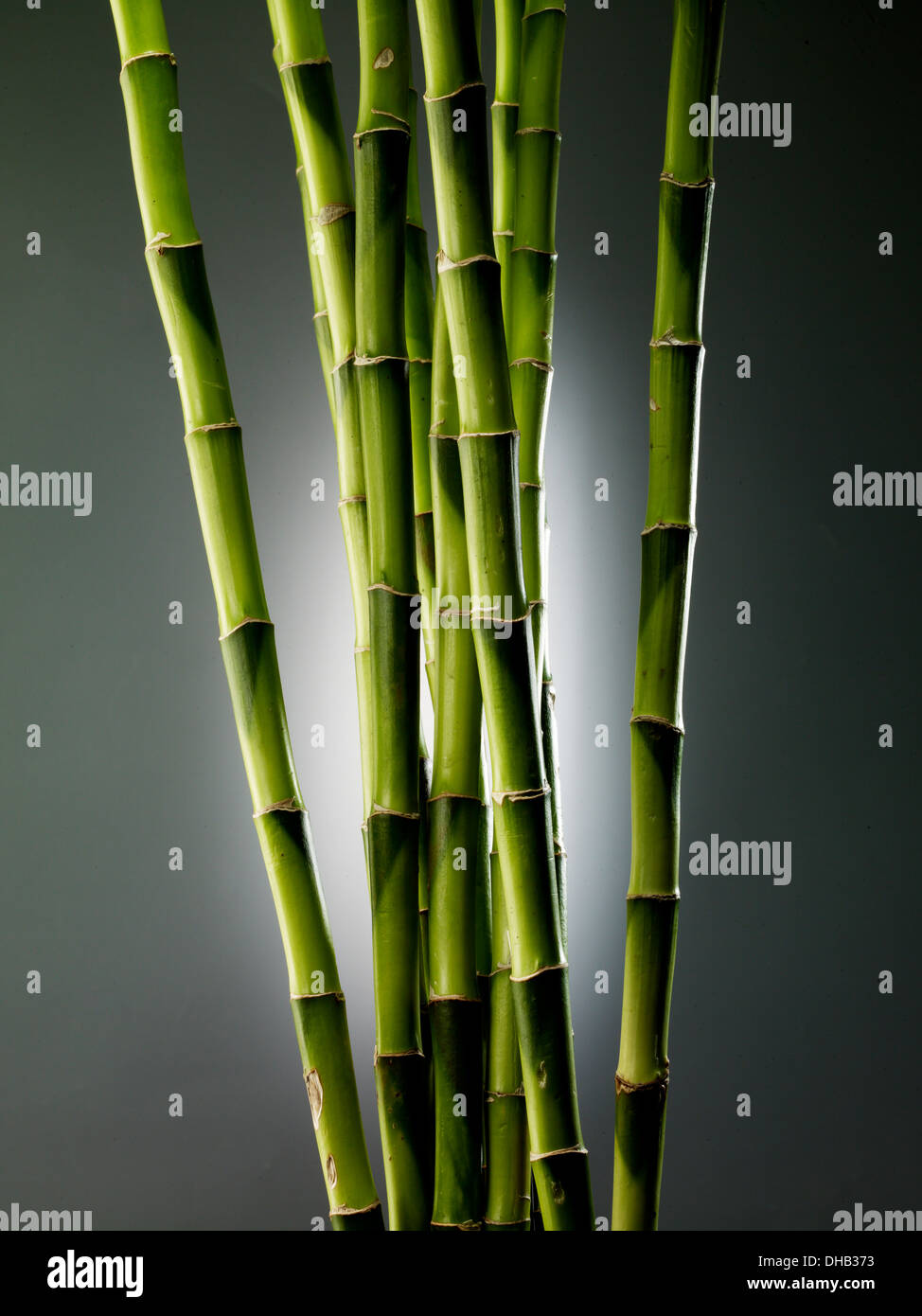 Lucky Bamboo,Bamboo,cinesi di bamboo Foto Stock