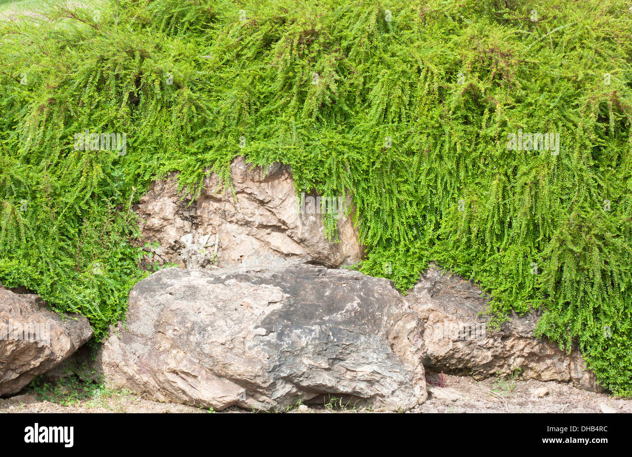 Verde delle vigne di pietre naturali muro di pietra di piante. Foto Stock