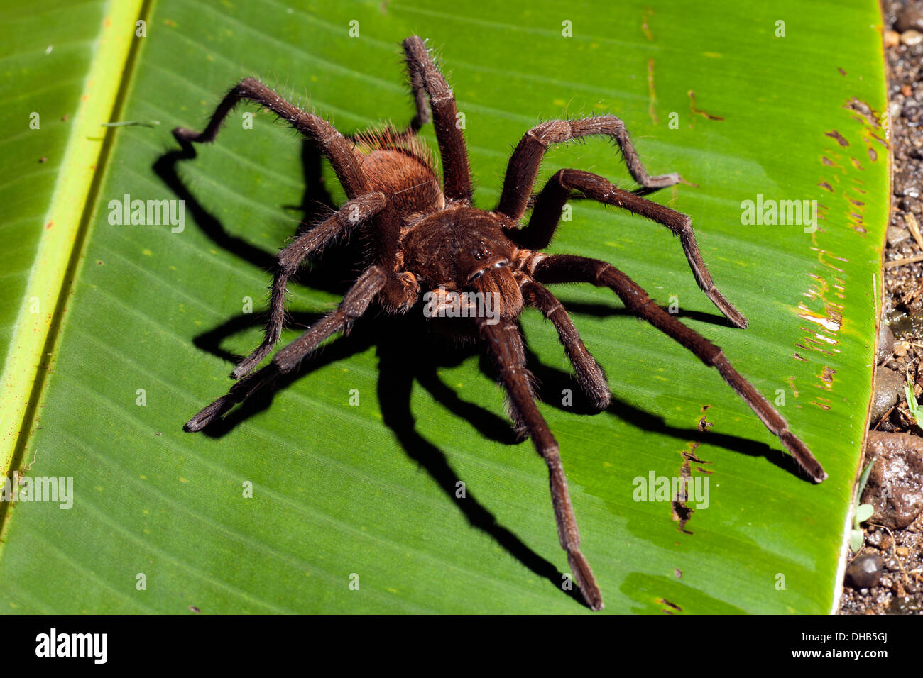 Tarantula specie - La Laguna del Lagarto Lodge - Boca Tapada, San Carlos Costa Rica Foto Stock