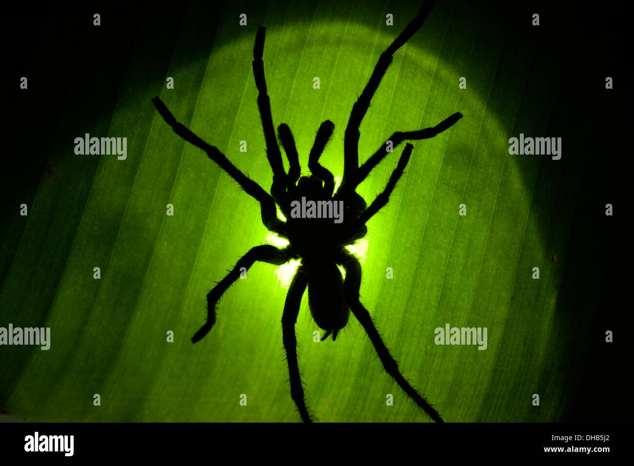 Tarantula backlit attraverso la foglia - La Laguna del Lagarto Lodge - Boca Tapada, San Carlos Costa Rica Foto Stock