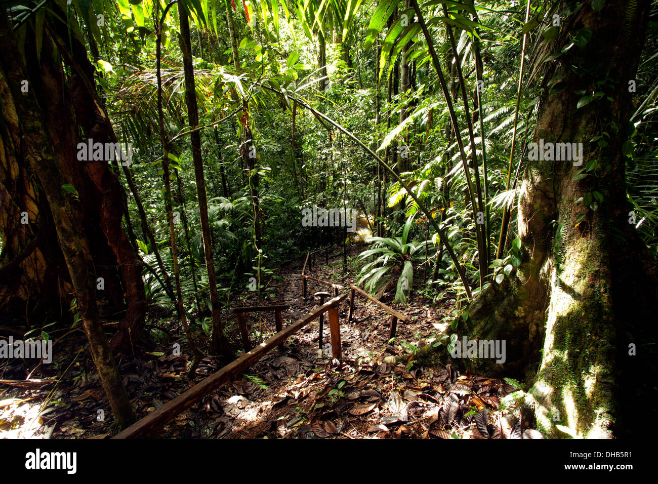 La Laguna del Lagarto Lodge foresta pluviale - Boca Tapada, San Carlos Costa Rica Foto Stock