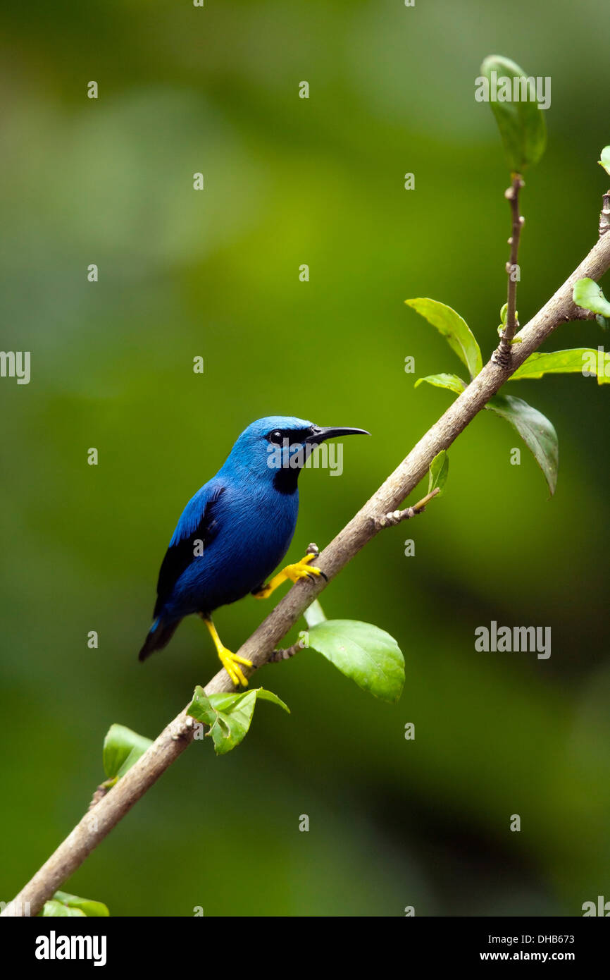 Shining Honeycreeper - Boca Tapada, San Carlos; Costa Rica Foto Stock