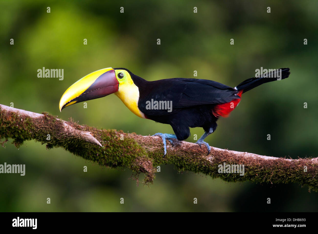 Giallo-throated toucan (Ramphastos ambiguus) - La Laguna del Lagarto Lodge - Boca Tapada, San Carlos Costa Rica Foto Stock