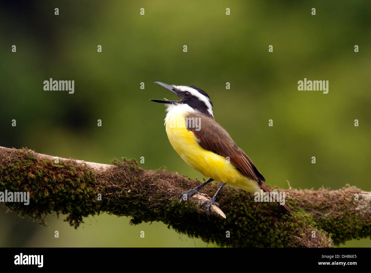 Grande Kiskadee - Boca Tapada, San Carlos Costa Rica Foto Stock