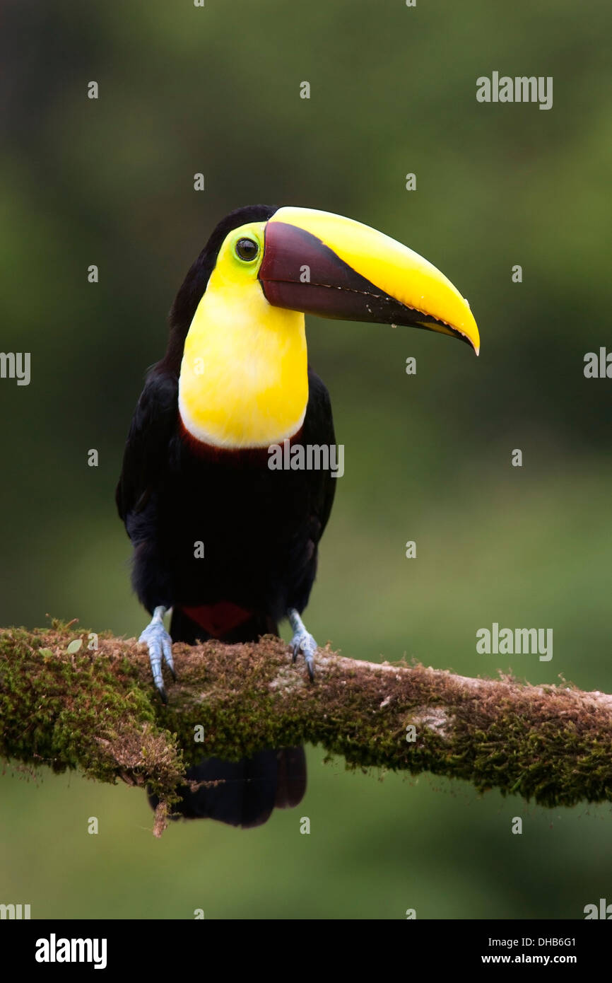 Giallo-throated toucan (Ramphastos ambiguus) - La Laguna del Lagarto Lodge - Boca Tapada, San Carlos Costa Rica Foto Stock