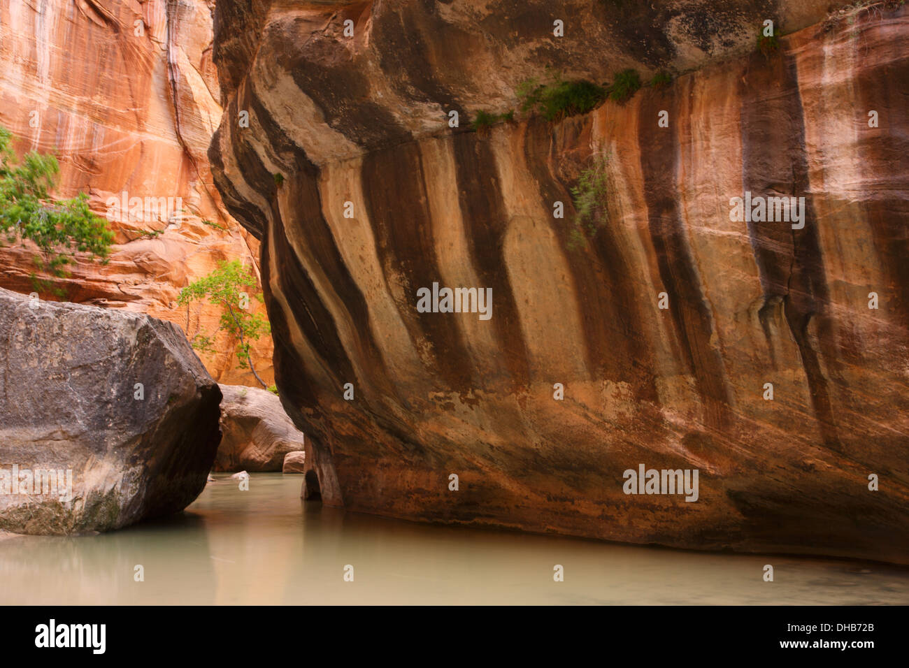 Il Narrows sul fiume vergine, Parco Nazionale Zion, Utah. Foto Stock