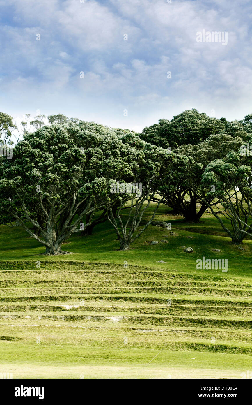 Alberi su erba terrazzati hill Foto Stock