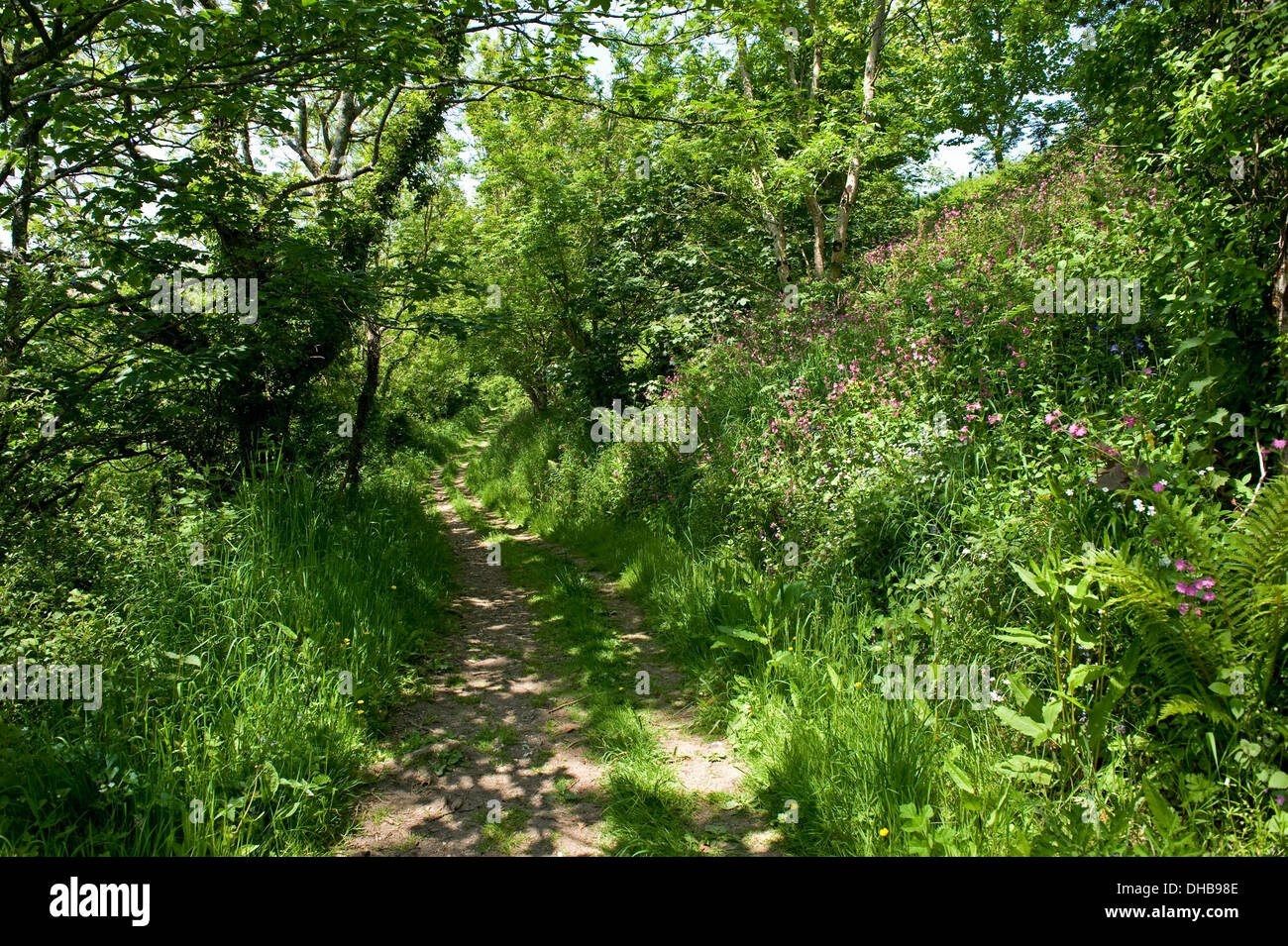Un percorso con fiori di primavera in esecuzione attraverso il bosco di luce sulla rupe sopra Weston bocca, vicino a Sidmouth in Devon Foto Stock