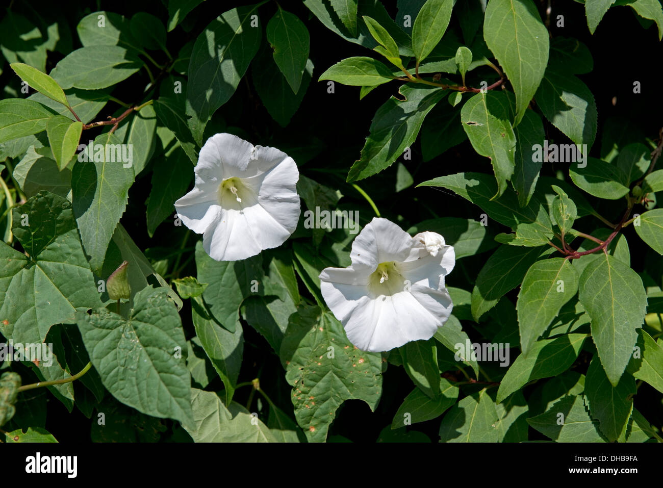 Maggiore centinodia, Calystegia sepium, fiori su un impianto intrecciate con un giardino arbusto, Devon, Luglio Foto Stock