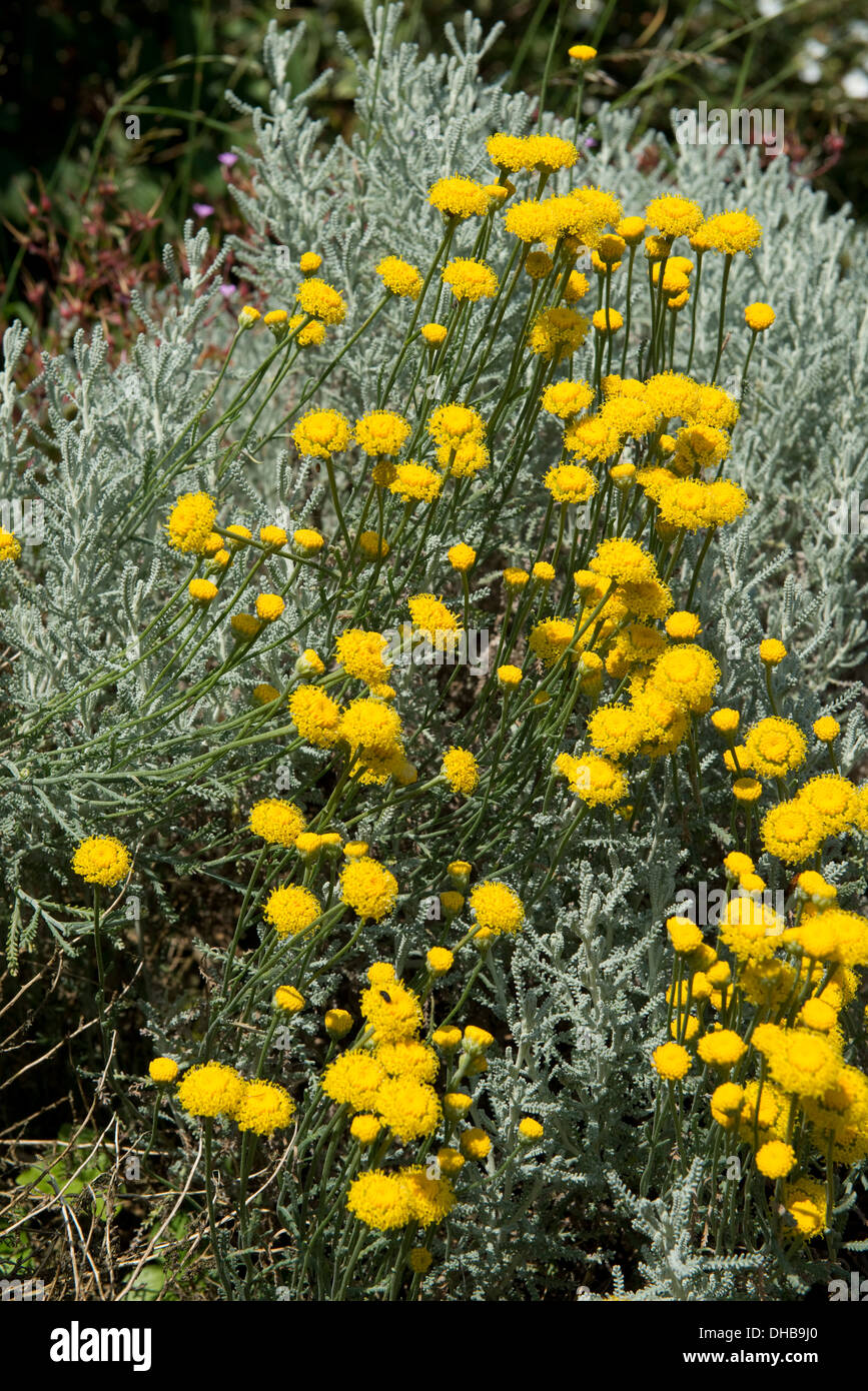 Il cotone lavanda, santolina chamaecyparissus, fioritura intensamente profumato giardino ornamentale giallo con fiori e fogliame grigio Foto Stock