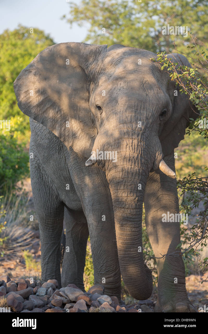 Elefante arrabbiato Foto Stock