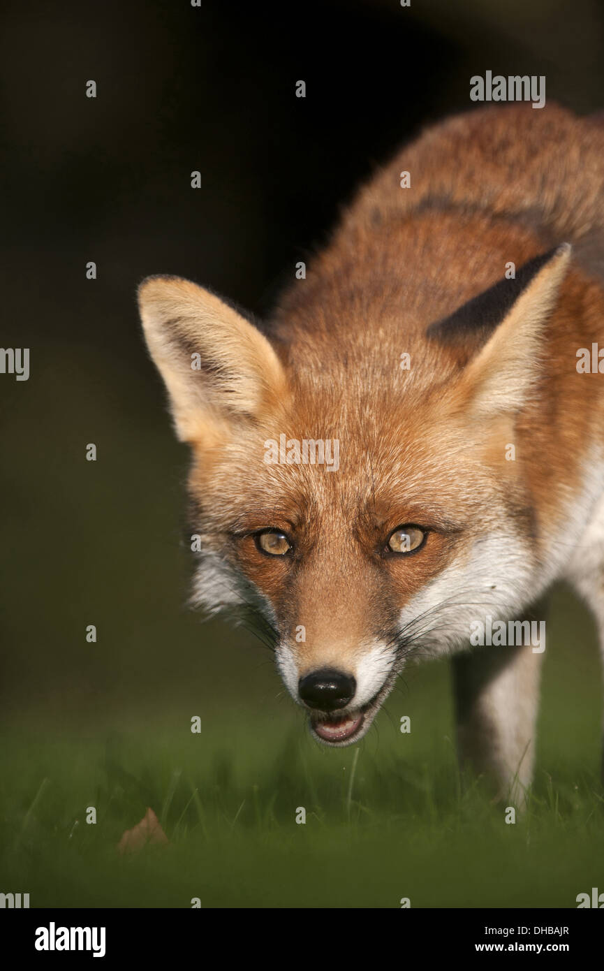Red Fox di notte, Vulpes vulpes, Germania, Europa Foto Stock