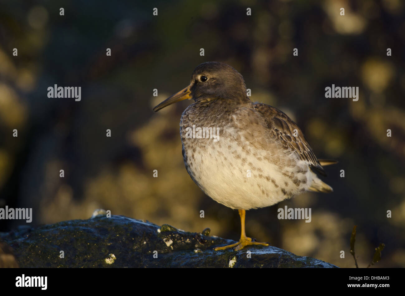 Purple Sandpiper, Calidris maritima, Germania, Europa Foto Stock