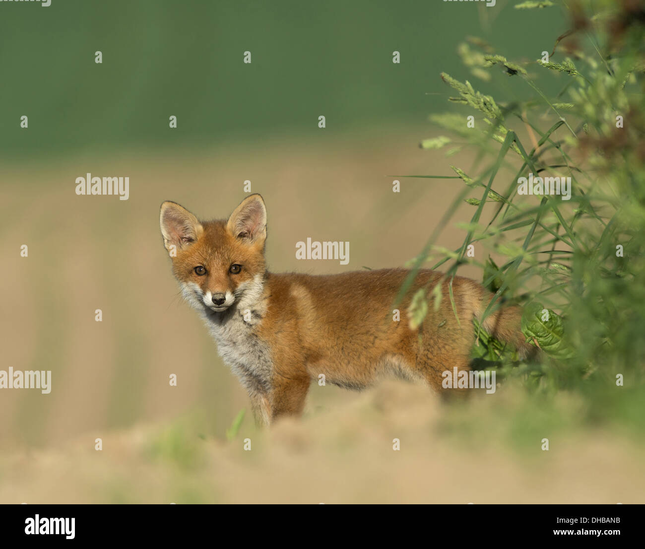 Giovani Red Fox, Vulpes vulpes, Germania, Europa Foto Stock