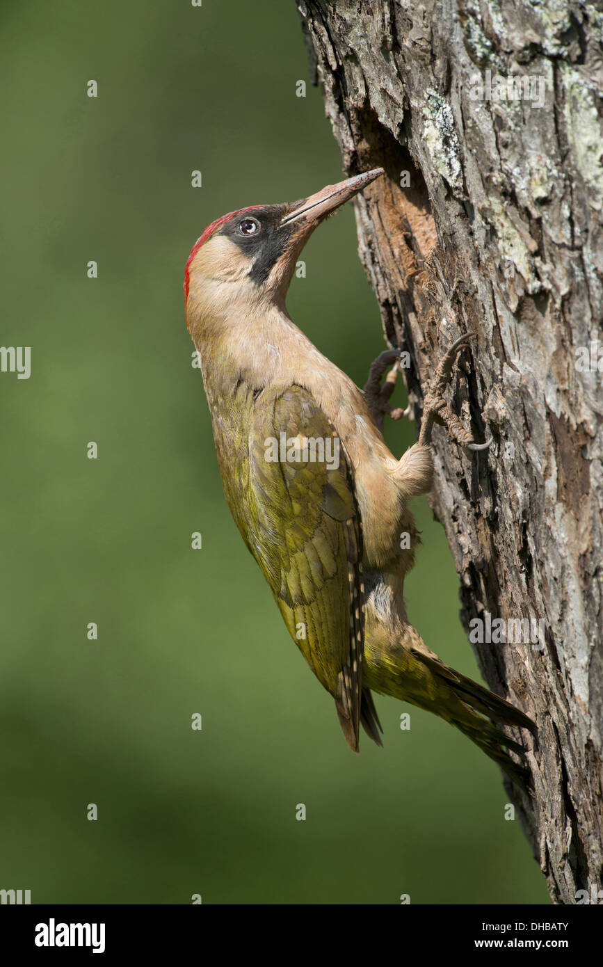 Unione picchio verde in corrispondenza di un foro di nesting, Picus viridis, Germania, Europa Foto Stock