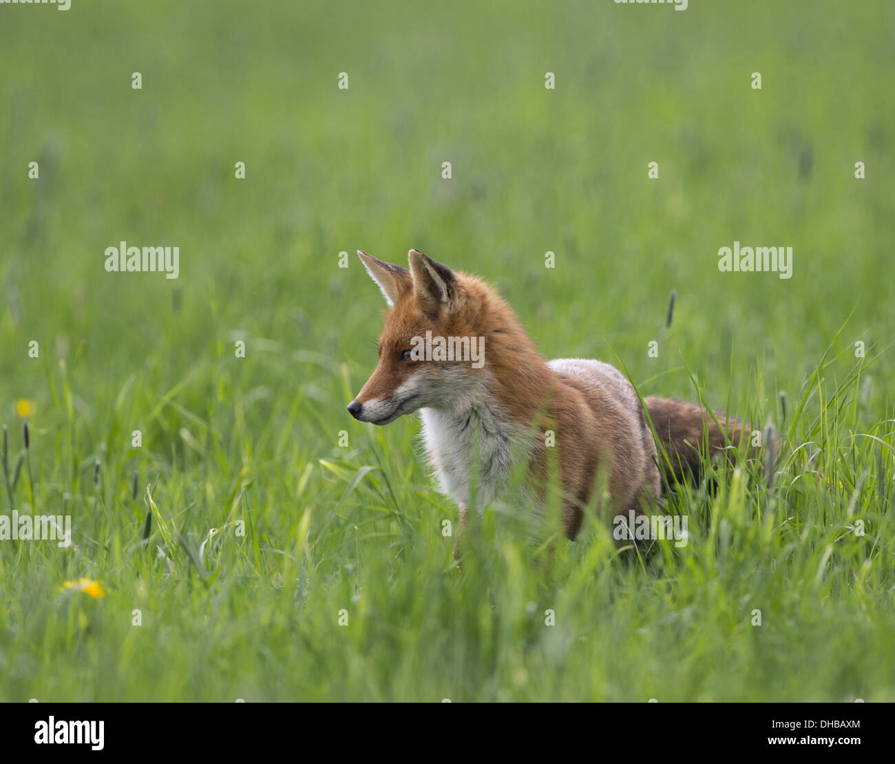 Red Fox rovistando, Vulpes vulpes, Germania, Europa Foto Stock