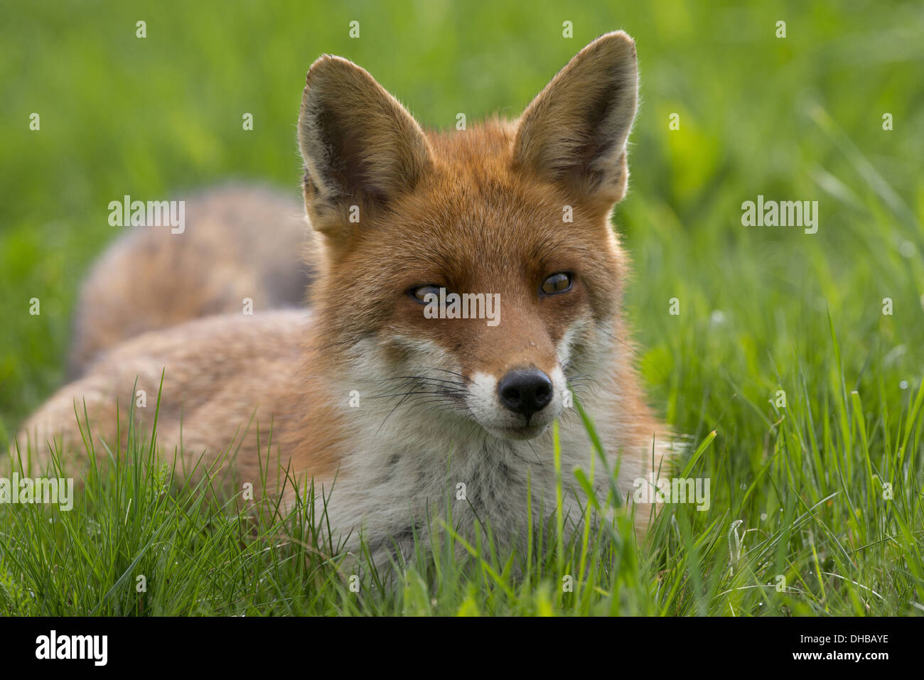 Red Fox in appoggio su un prato, vulpes vulpes, Germania, Europa Foto Stock
