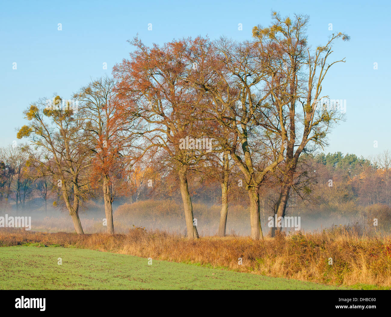 In autunno la foresta e la strada Foto Stock