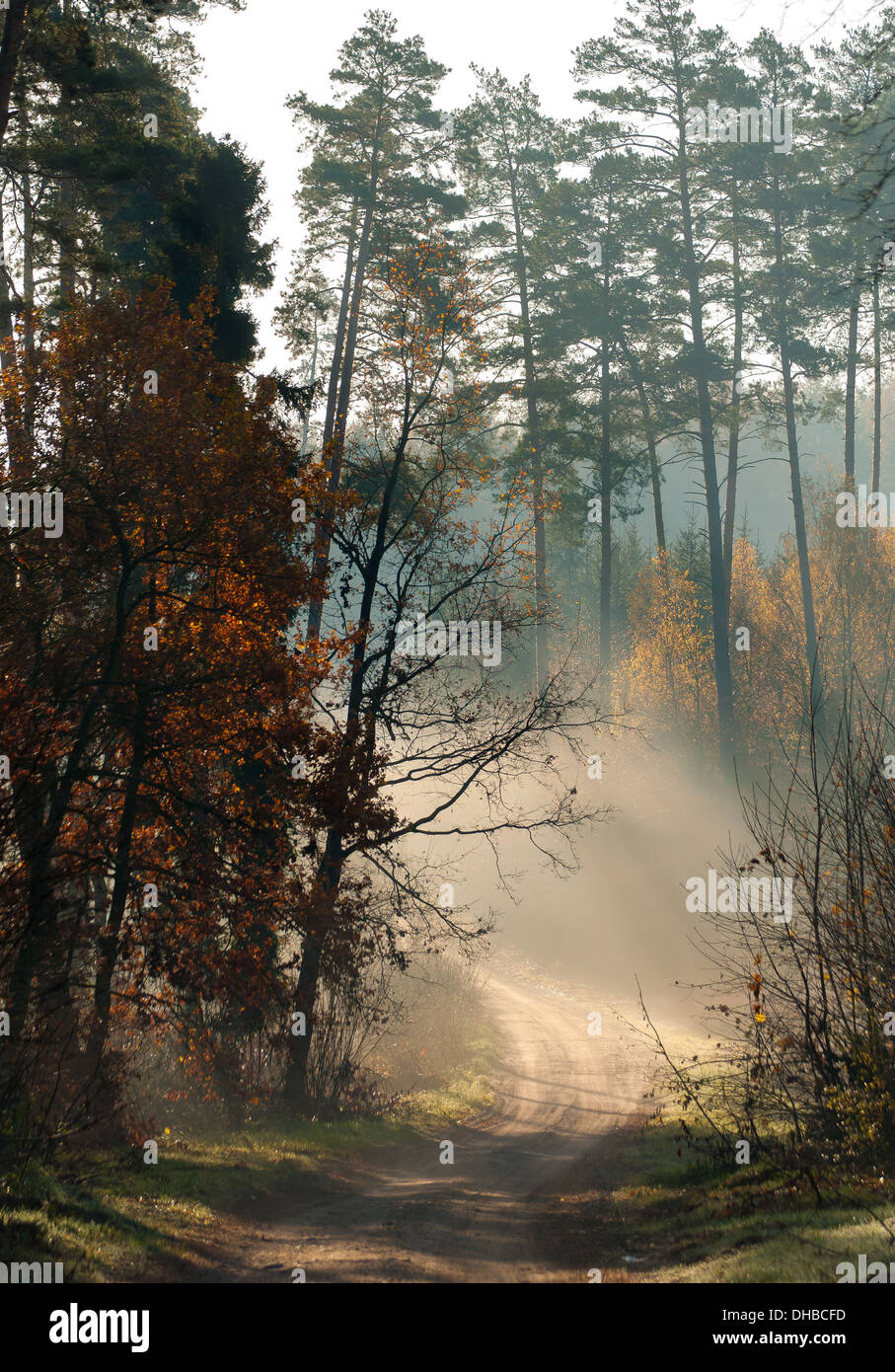 In autunno la foresta e la strada Foto Stock