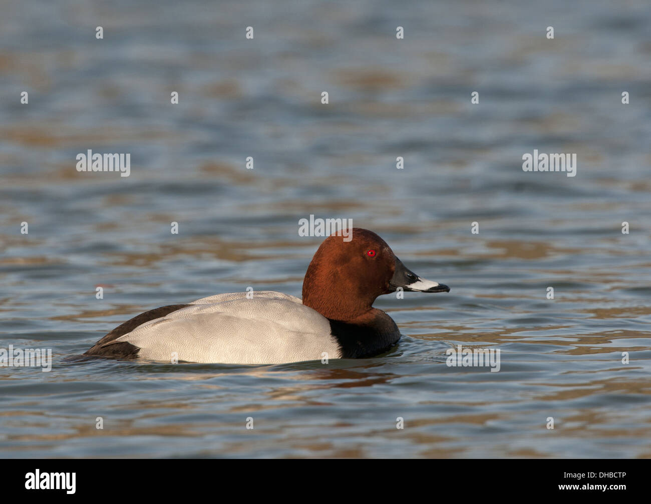 Pochard comune di nuoto, Aythya ferina, Germania, Europa Foto Stock