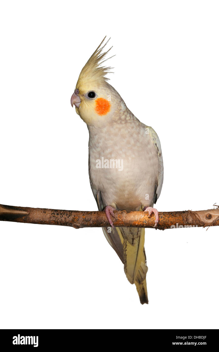 Un pet cockatiel bird (Nymphicus hollandicus) su un ramo anteriore vista laterale isolato su bianco Foto Stock