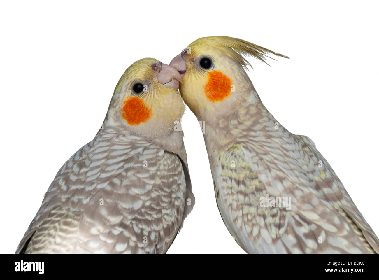 Due uccelli cockatiel (Nymphicus hollandicus) preening reciprocamente isolati su sfondo bianco Foto Stock