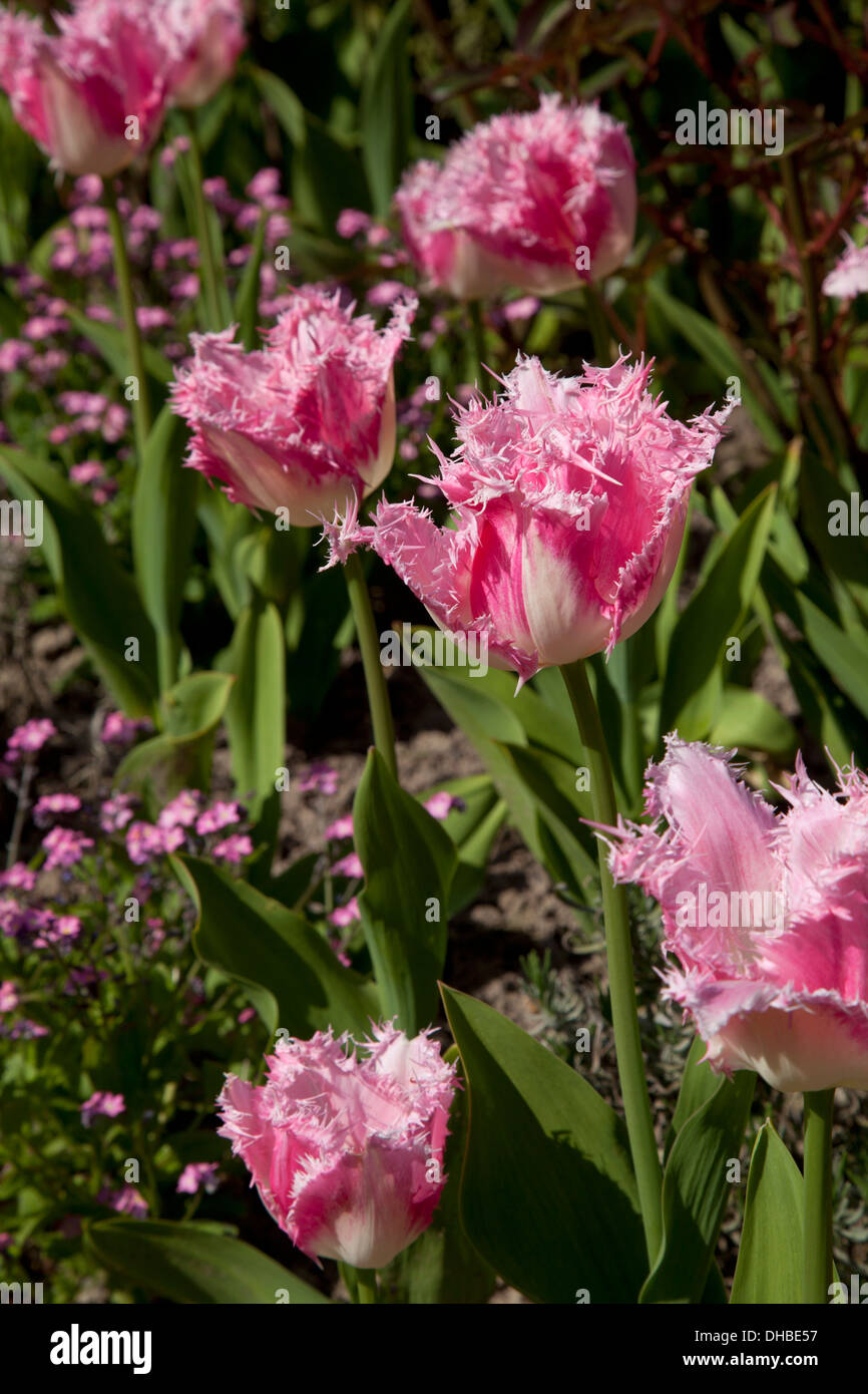 Frange rosa tulipani nel letto giardino Foto Stock