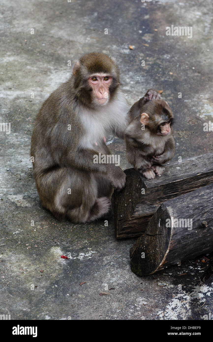 La madre e il cucciolo di macaco giapponese Foto Stock
