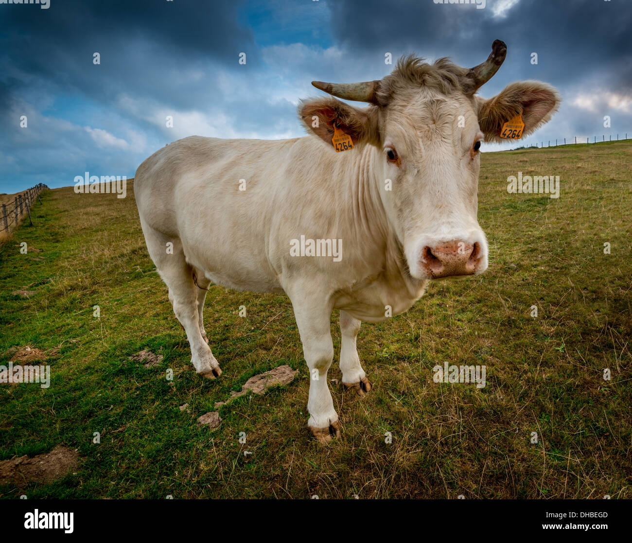 Mucca in un pascolo. Etretat, Normandie, Francia Foto Stock
