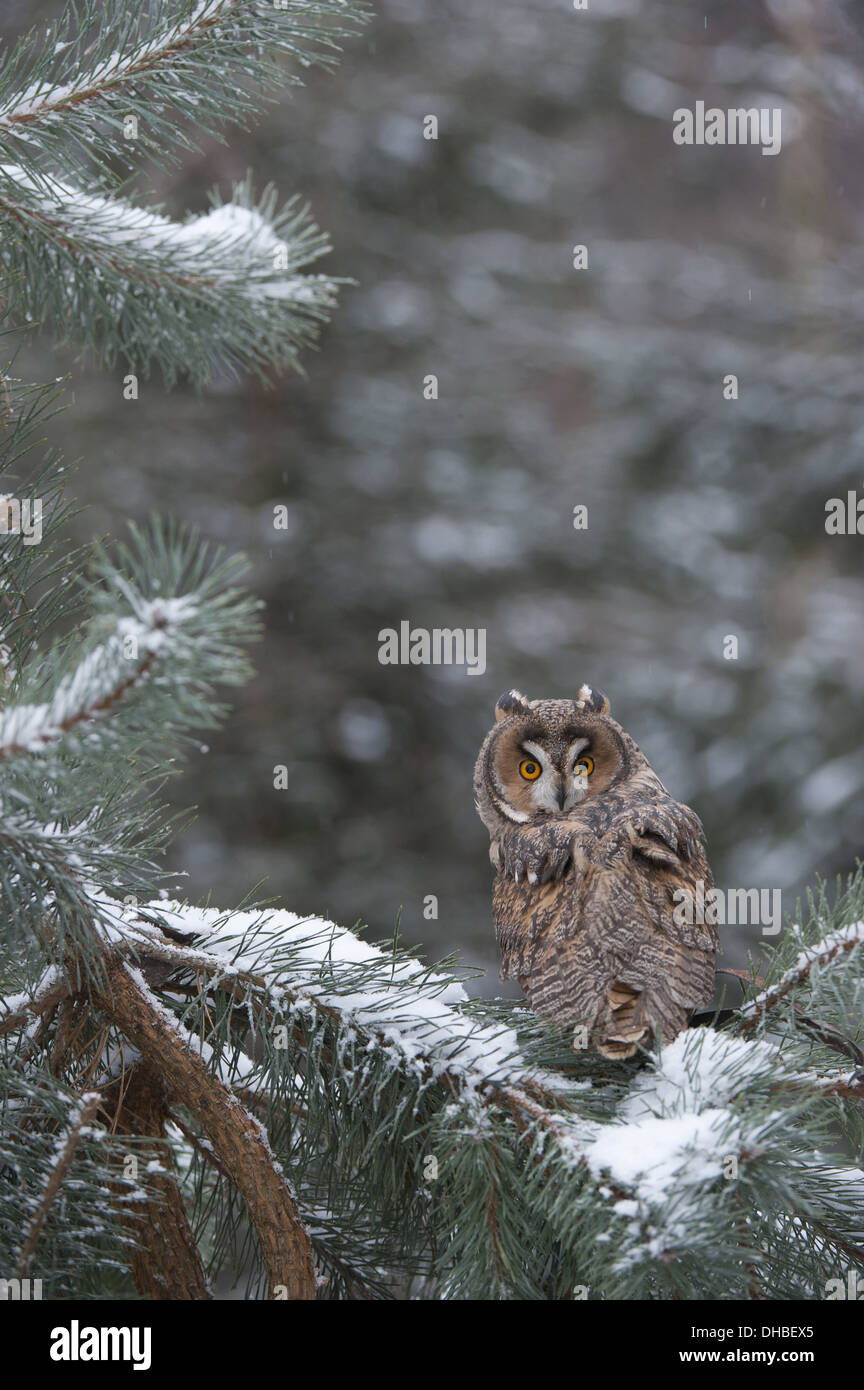 Gufo comune in pino, Asio otus, Germania, Europa Foto Stock