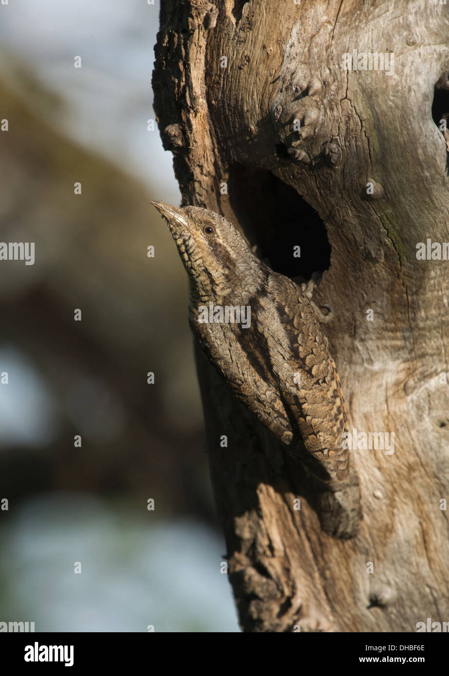 Eurasian spasmodico presso il foro di nesting, jynx torquilla, Germania, Europa Foto Stock