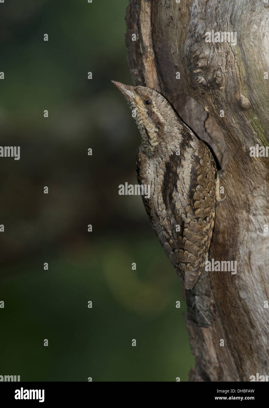 Eurasian spasmodico presso il foro di nesting, jynx torquilla, Germania, Europa Foto Stock