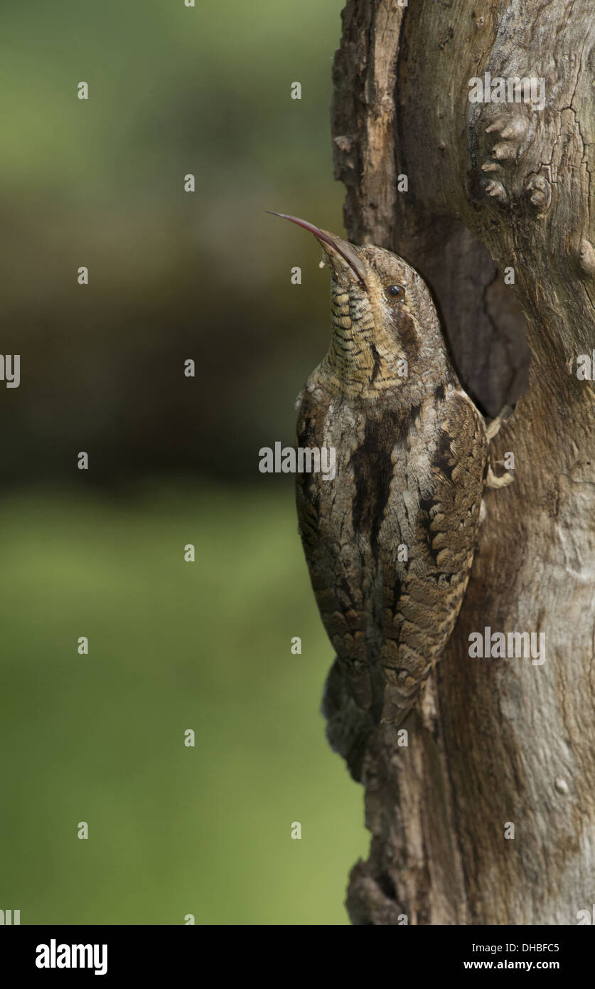 Eurasian spasmodico presso il foro di nesting, jynx torquilla, Germania, Europa Foto Stock