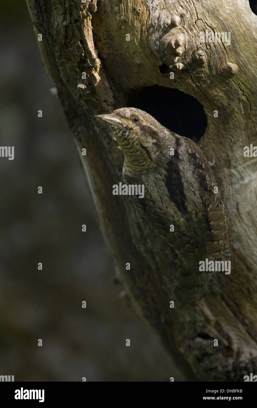 Eurasian spasmodico presso il foro di nesting, jynx torquilla, Germania, Europa Foto Stock