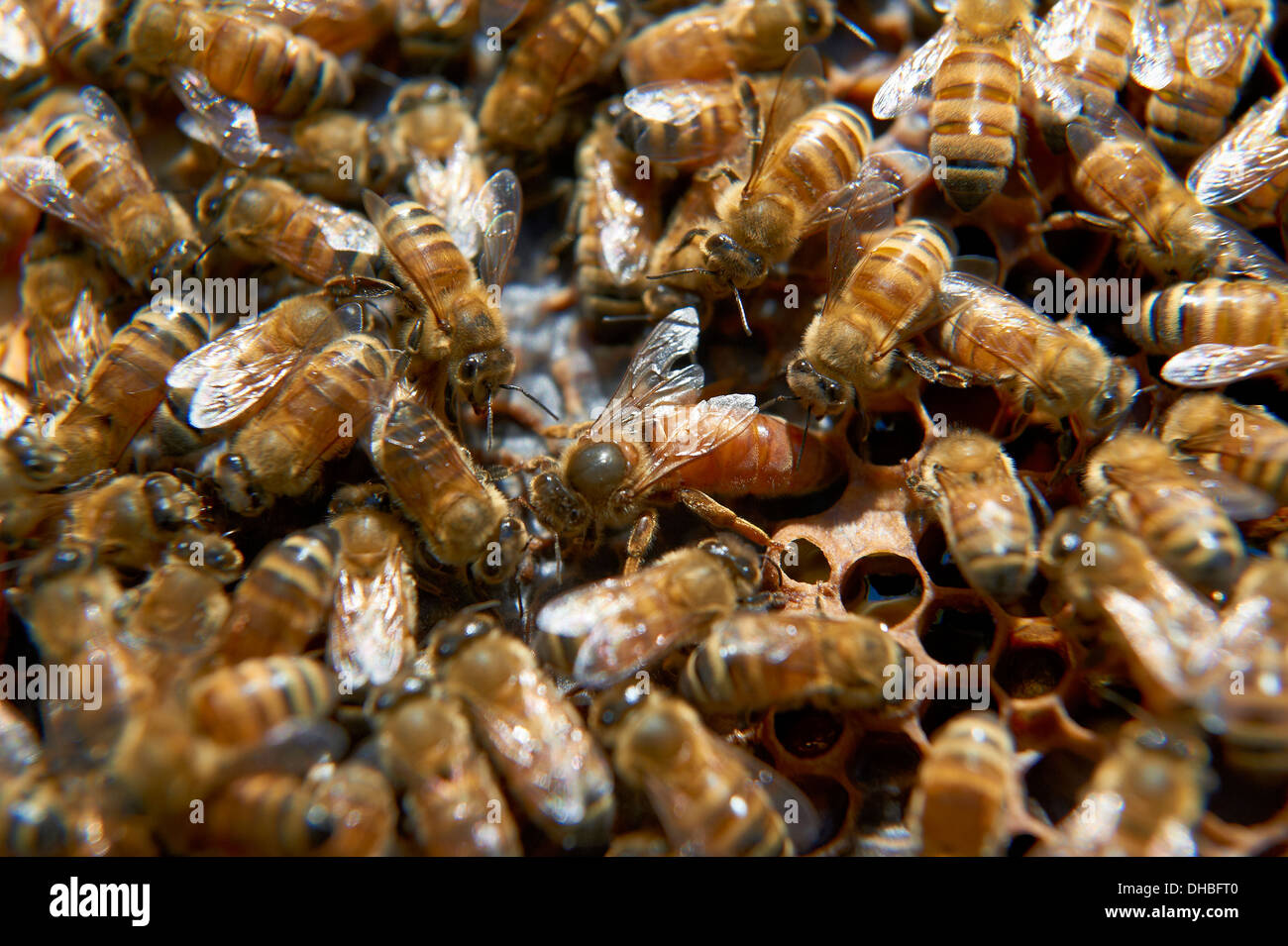 Miele di Queen Bee su un telaio di alveare circondato da altre api, Foto Stock