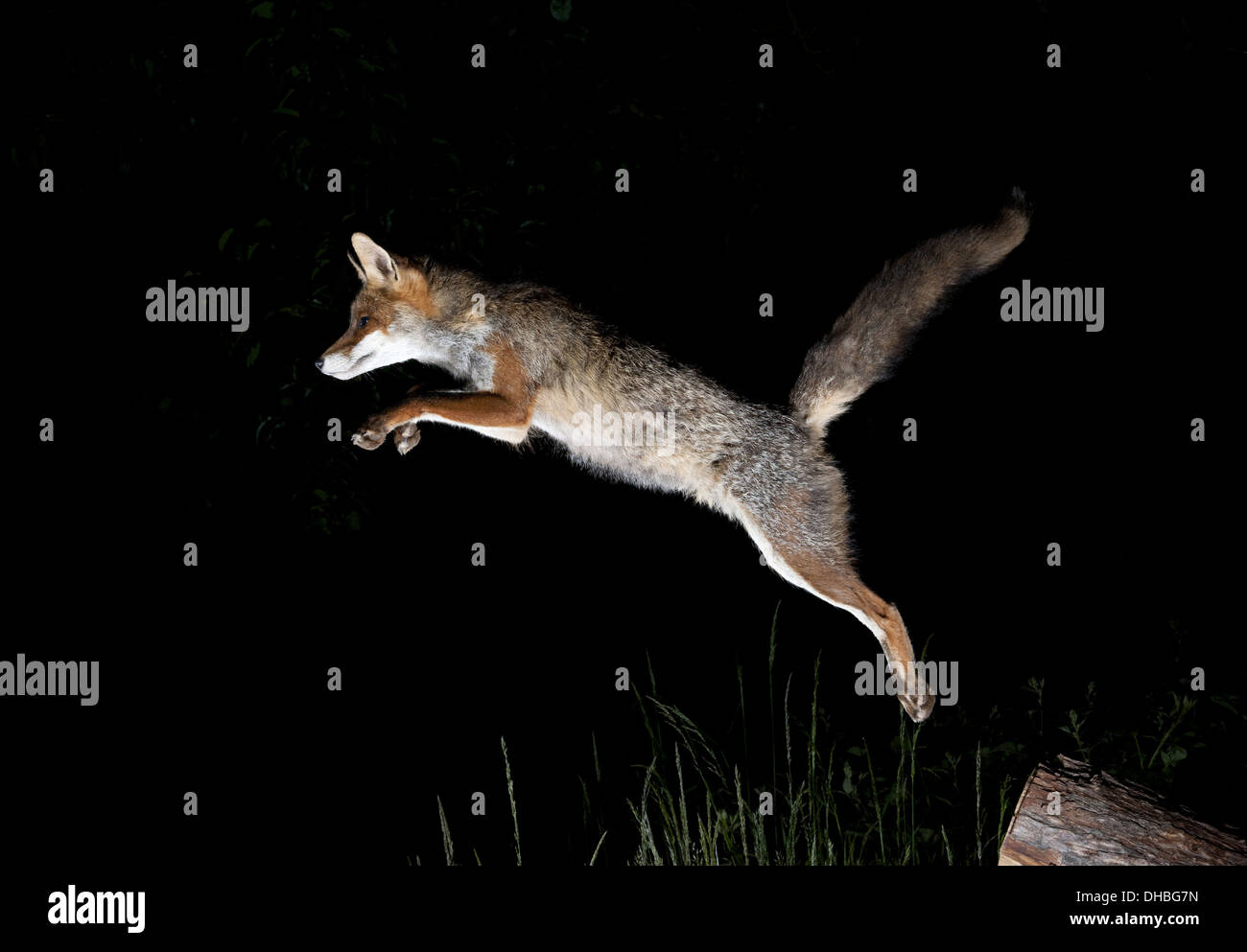 Red Fox jumping, Vulpes vulpes, Germania, Europa Foto Stock