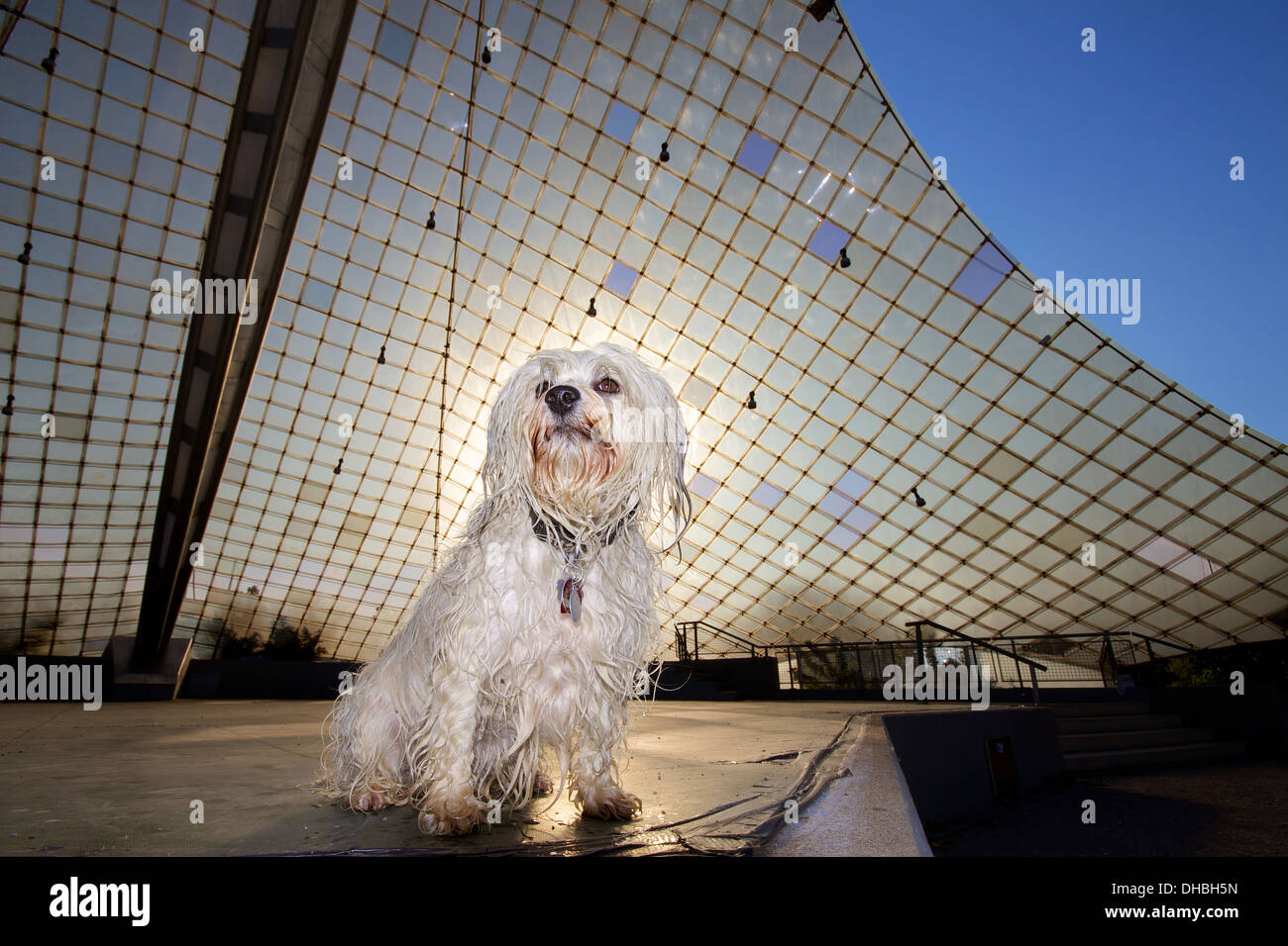 Un piccolo bagnato i capelli lunghi cane si siede su un palcoscenico all'aperto nella scena. in background, il tetto dello stadio e il retro del cane, il Foto Stock