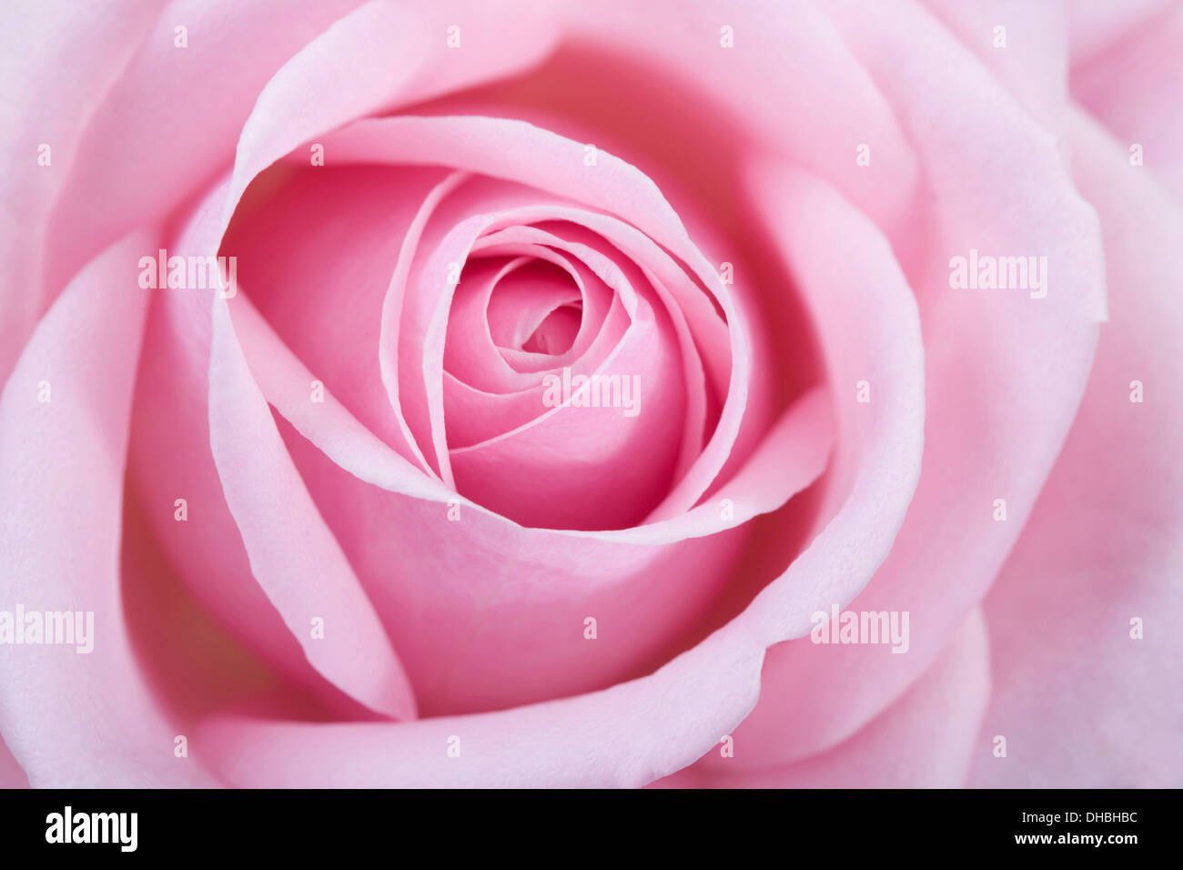 Chiudere fino al centro di una rosa rosa fiore con profondità di campo ridotta. Foto Stock