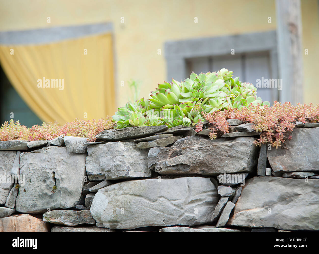 Semprevivo Sempervivum copernicia. Rosette di punta foglie carnose e crescente con altre varietà su grigio muro di pietra. Esterno del Foto Stock