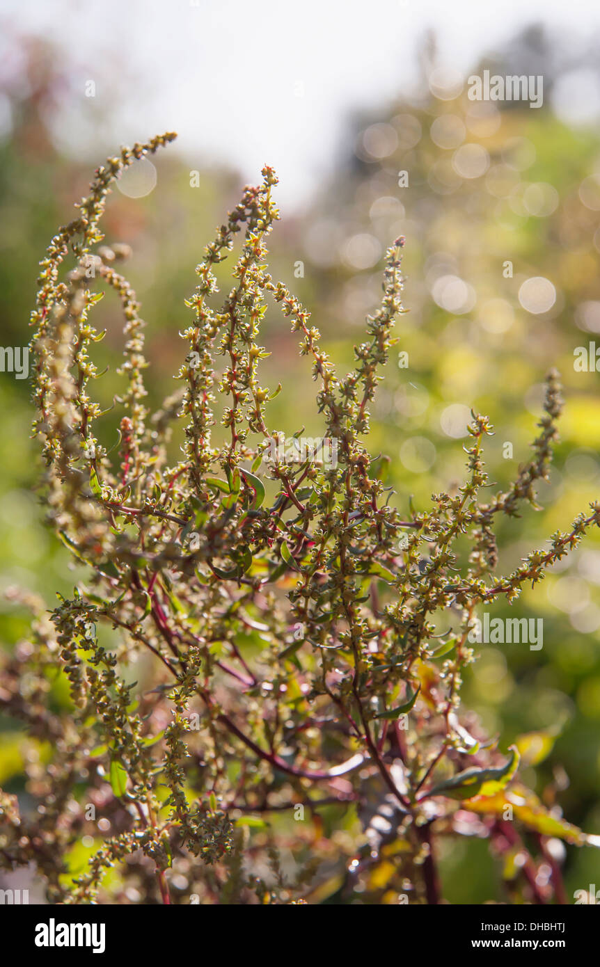 Barbabietola, Beta vulgaris 'Dewing ai primi del' in fiore. Verde fiore spike sul rosso scuro steli di ramificazione. Foto Stock